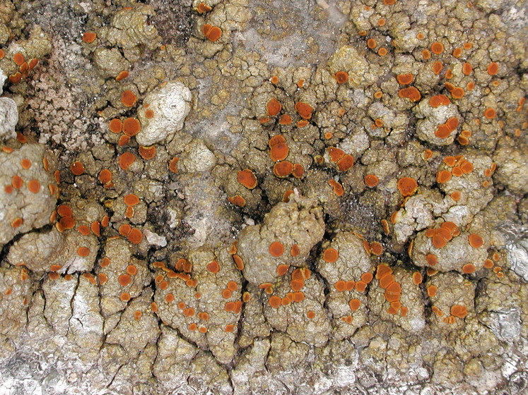 Caloplaca flavovirescens