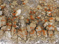 Caloplaca flavovirescens