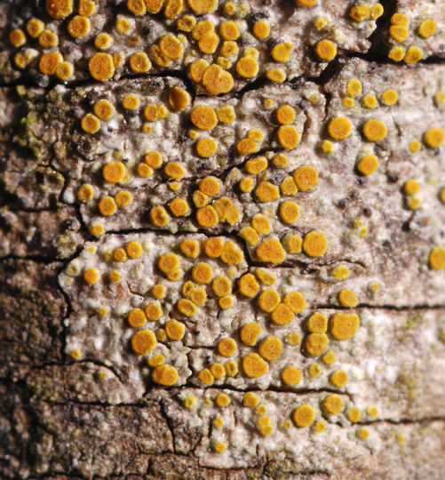 Caloplaca cerinella