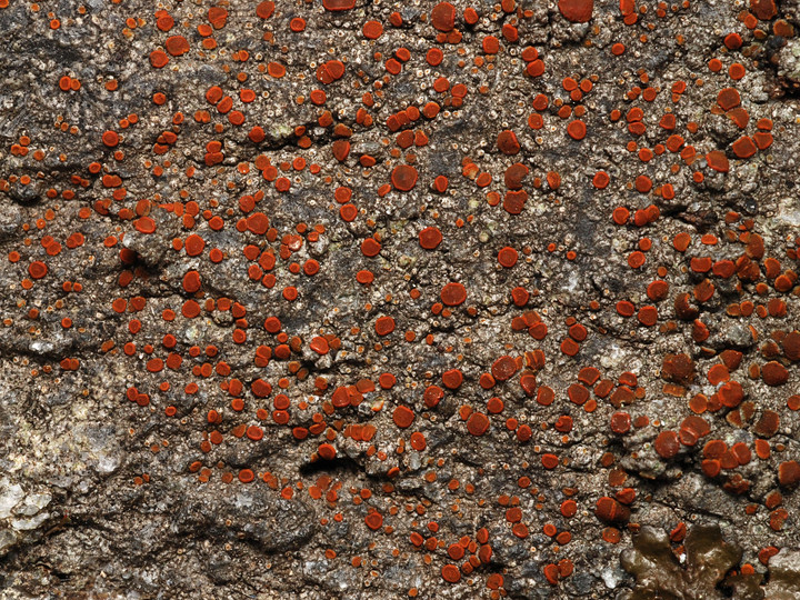 Caloplaca crenularia