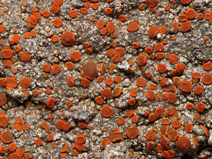 Caloplaca crenularia