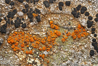 Caloplaca holocarpa