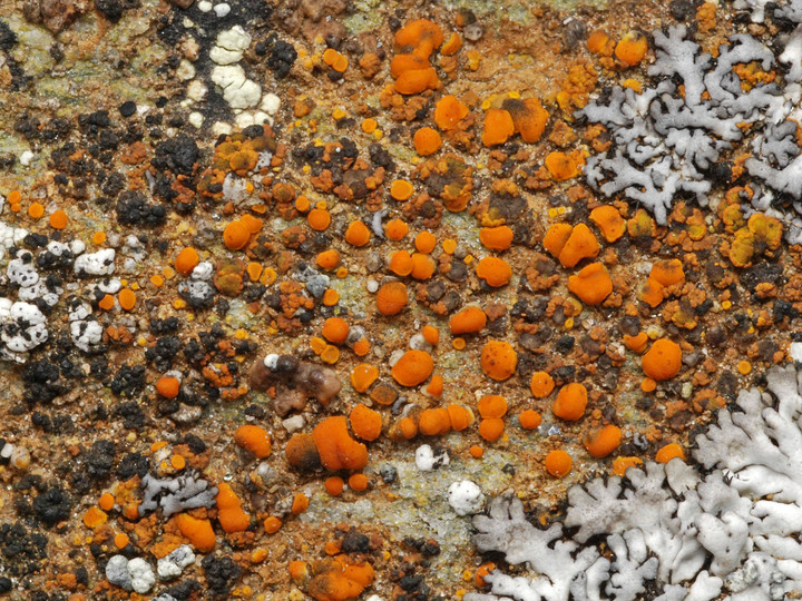 Caloplaca holocarpa