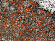 Caloplaca arenaria
