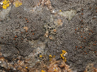 Caloplaca aractina