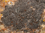 Caloplaca aractina