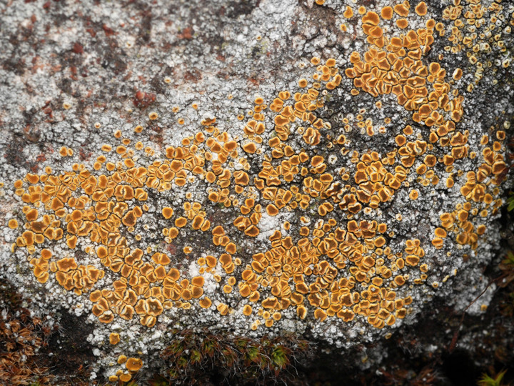 Caloplaca sp.