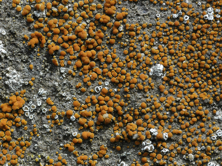 Caloplaca holocarpa