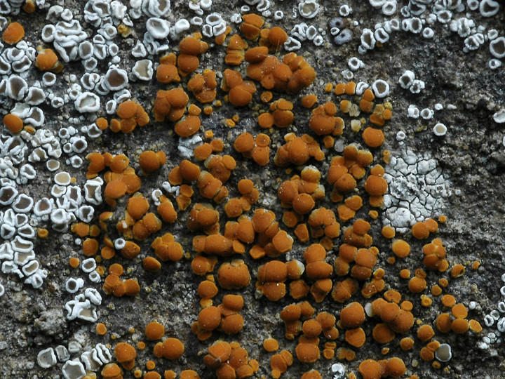 Caloplaca holocarpa