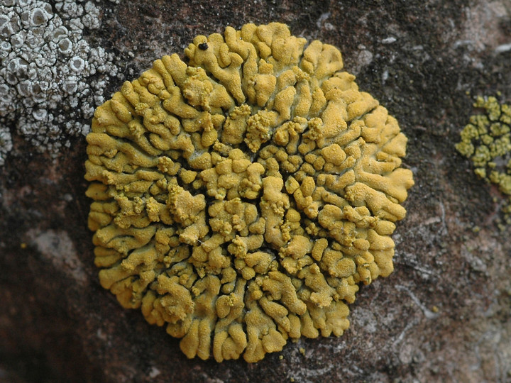 Caloplaca decipiens