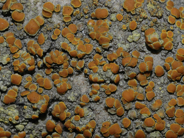 Caloplaca flavovirescens