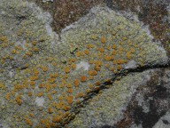 Caloplaca flavovirescens