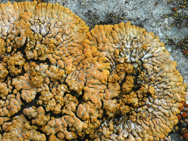 Caloplaca decipiens