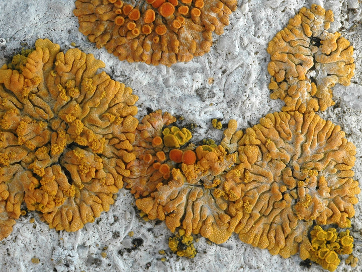 Caloplaca decipiens