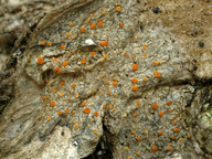 Caloplaca ferruginea?