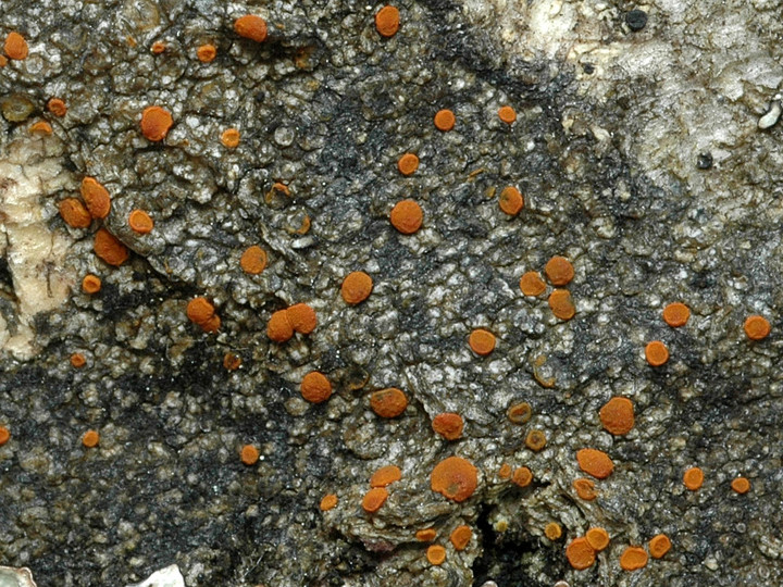 Caloplaca ferruginea?