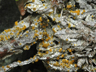 Caloplaca tiroliensis