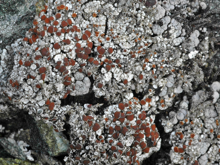 Caloplaca ammiospila