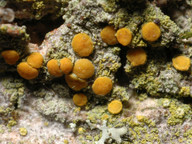 Caloplaca phlogina