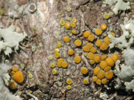 Caloplaca cerinella