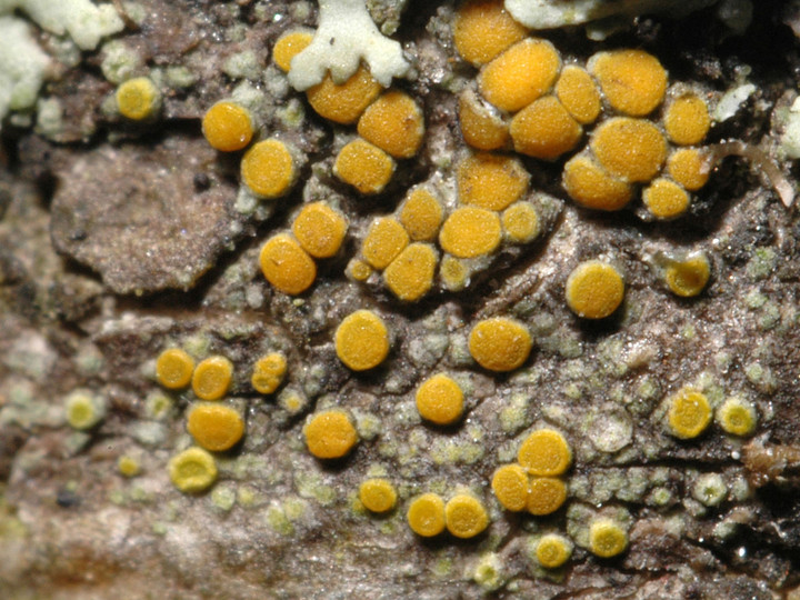 Caloplaca cerinella