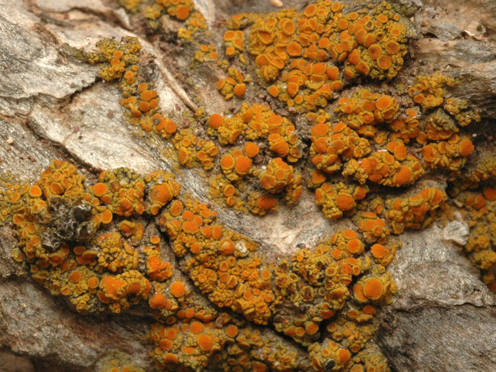 Caloplaca sp.