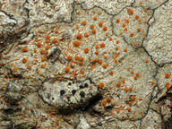 Caloplaca sp.