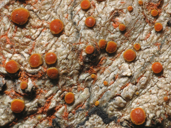 Caloplaca sp.