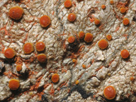 Caloplaca sp.