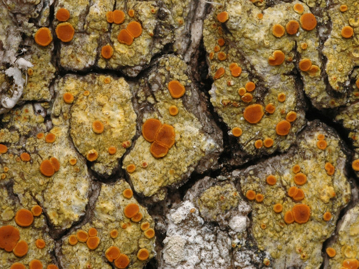 Caloplaca flavorubescens