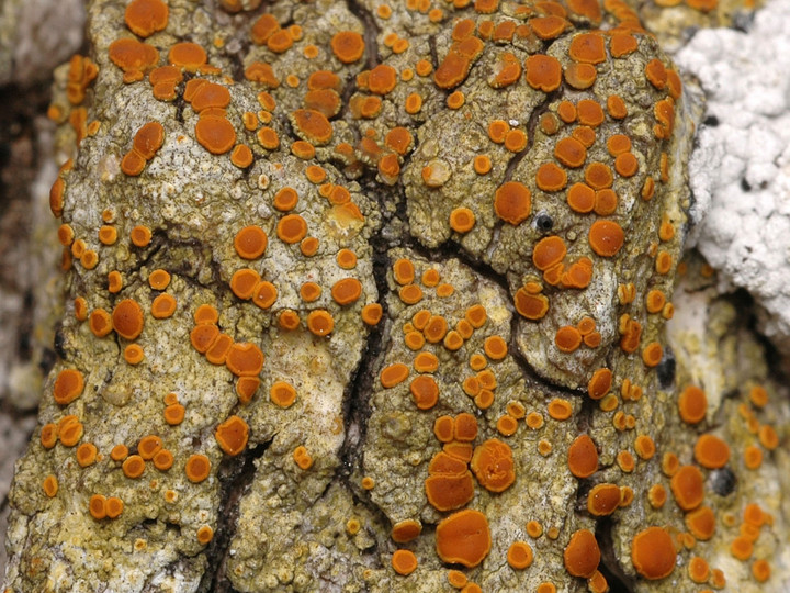 Caloplaca flavorubescens