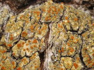 Caloplaca flavorubescens