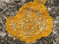 Caloplaca flavescens