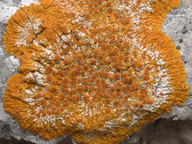 Caloplaca flavescens