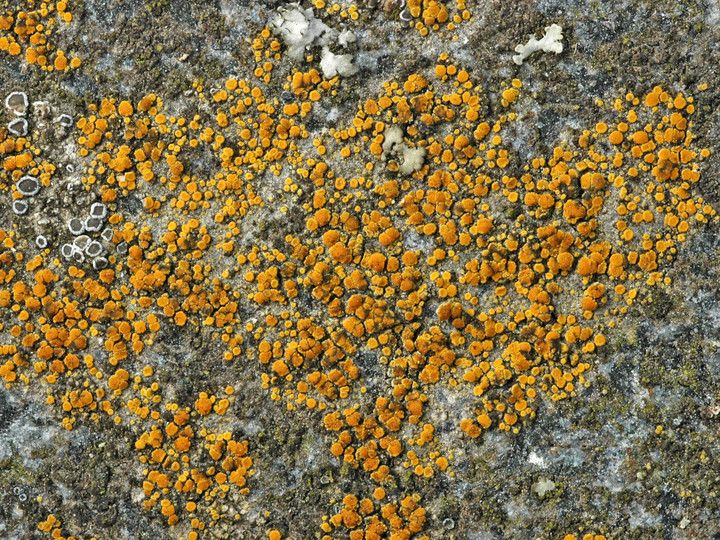 Caloplaca holocarpa