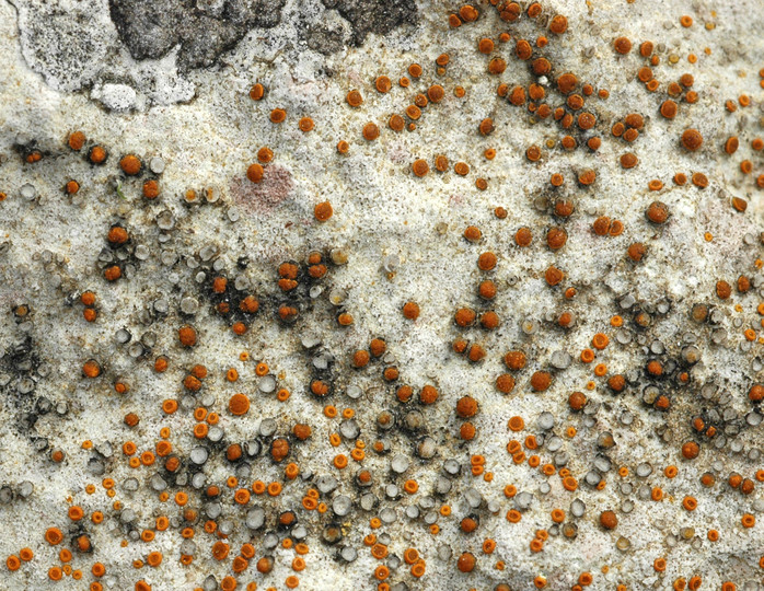 Caloplaca crenulatella