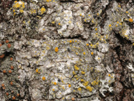 Caloplaca chrysophthalma