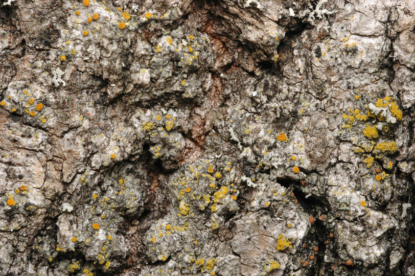 Caloplaca chrysophthalma