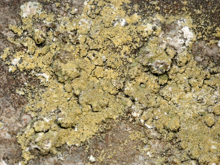 Caloplaca chrysodeta