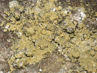 Caloplaca chrysodeta