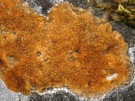 Caloplaca velana