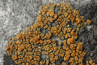 Caloplaca glomerata