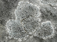 Caloplaca chalybaea