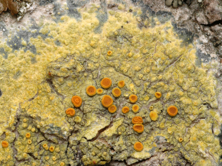 Caloplaca flavorubescens