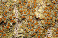 Caloplaca flavorubescens