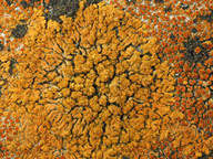 Caloplaca decipiens