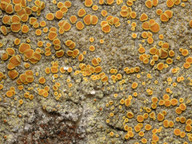 Caloplaca flavovirescens