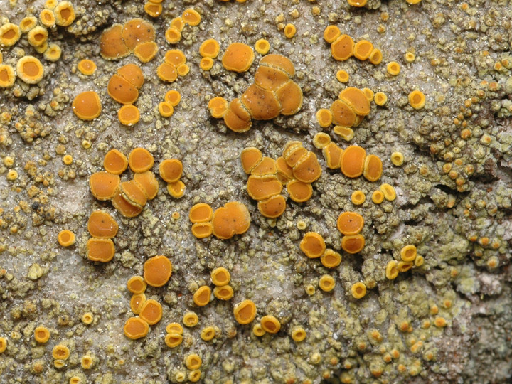 Caloplaca flavovirescens