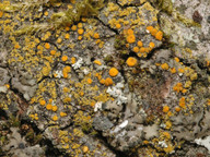 Caloplaca phlogina