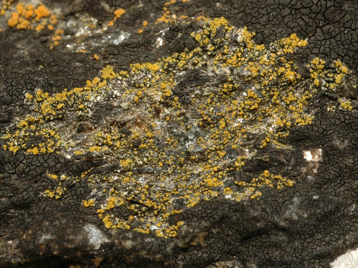 Caloplaca microthallina